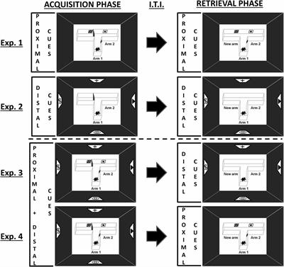 Are Distal and Proximal Visual Cues Equally Important during Spatial Learning in Mice? A Pilot Study of Overshadowing in the Spatial Domain